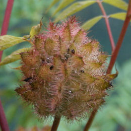 Réglisse du Yunnan / Glycyrrhiza yunnanensis